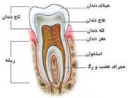  روز دندان پزشکی مبارک....