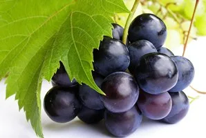 استفاده دارویی و موارد مصرف انگور