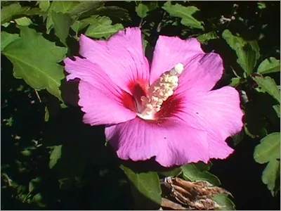 دارو گیاهی