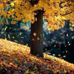 ابتدای پائیز برای پیشگیری از این بیماری اقدام کنید
