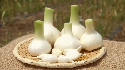 فرمولی خاص برای فعال سازی خواص درمانی سیر
