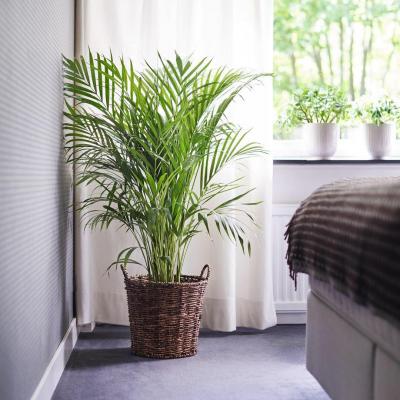  آیا نگهداری گیاهان در اتاق خواب خطرناک است؟