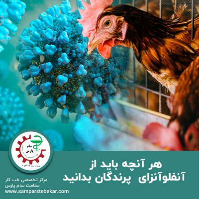  هر آنچه باید از آنفلوآنزای  پرندگان بدانید