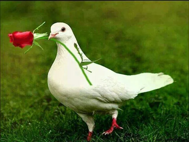 تصویر کاور خسرو ولی زاده