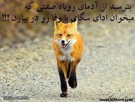 تصویر کاور محمد