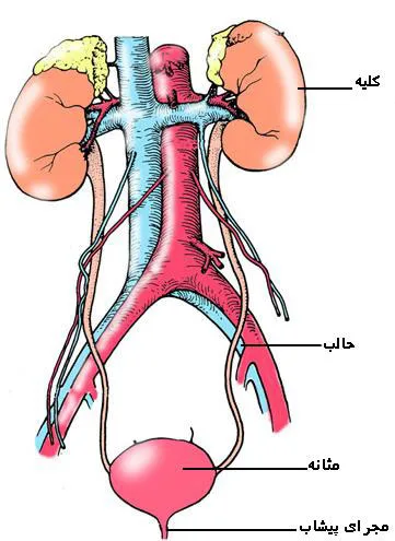 کلیه و مجاری ادراری (ارولوژی)