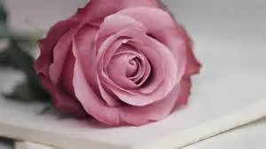 بهناز مدارا