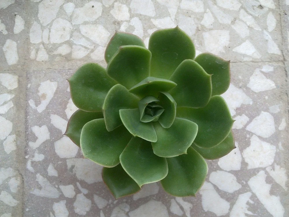 سارا