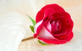 سمیه